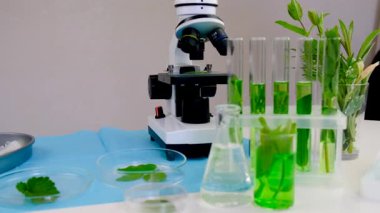 Laboratuvardaki bitkilerin araştırması. Seçici odaklanma. Doğa.