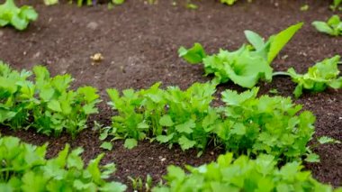 Bahçede yeşillikler yetişiyor. Seçici odaklanma. yiyecek.