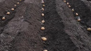 Bahçeye patates ekin. Seçici odaklanma. Doğa.