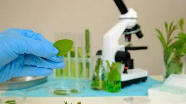 Laboratuvardaki bitkilerin araştırması. Seçici odaklanma. Doğa.