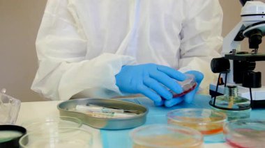 Laboratuvardaki petri kabındaki bakterileri inceleyin. Seçici odaklanma. Doğa.