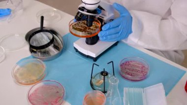 Laboratuvardaki petri kabındaki bakterileri inceleyin. Seçici odaklanma. Doğa.