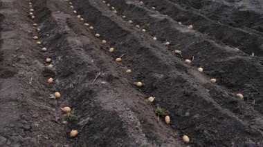 Bahçeye patates ekin. Seçici odaklanma. Doğa.