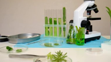 Laboratuvardaki bitkilerin araştırması. Seçici odaklanma. Doğa.