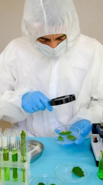 Laboratuvardaki bitkilerin araştırması. Seçici odaklanma. Doğa.