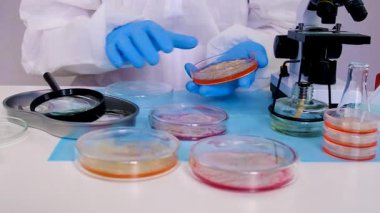Laboratuvardaki petri kabındaki bakterileri inceleyin. Seçici odaklanma. Doğa.