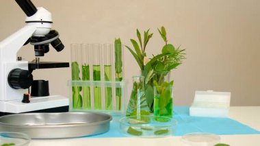 Laboratuvardaki bitkilerin araştırması. Seçici odaklanma. Doğa.