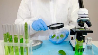 Laboratuvardaki bitkilerin araştırması. Seçici odaklanma. Doğa.