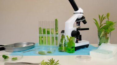 Laboratuvardaki bitkilerin araştırması. Seçici odaklanma. Doğa.