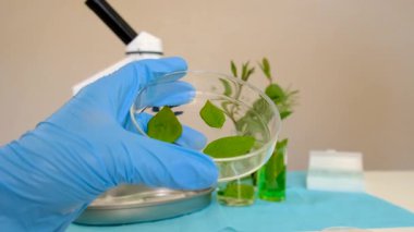 Laboratuvardaki bitkilerin araştırması. Seçici odaklanma. Doğa.