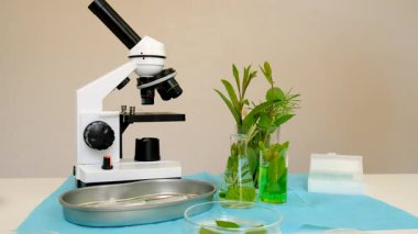 Laboratuvardaki bitkilerin araştırması. Seçici odaklanma. Doğa.