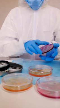 Laboratuvardaki petri kabındaki bakterileri inceleyin. Seçici odaklanma. Doğa.