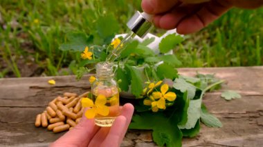 Şifalı bitkisel selandin özü ve diyet takviyeleri. Seçici odaklanma. Doğa.