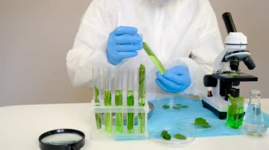 Laboratuvardaki bitkilerin araştırması. Seçici odaklanma. Doğa.