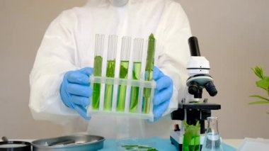 Laboratuvardaki bitkilerin araştırması. Seçici odaklanma. Doğa.