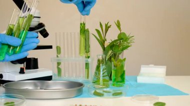 Laboratuvardaki bitkilerin araştırması. Seçici odaklanma. Doğa.
