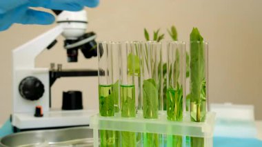 Laboratuvardaki bitkilerin araştırması. Seçici odaklanma. Doğa.