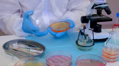 Laboratuvardaki petri kabındaki bakterileri inceleyin. Seçici odaklanma. Doğa.