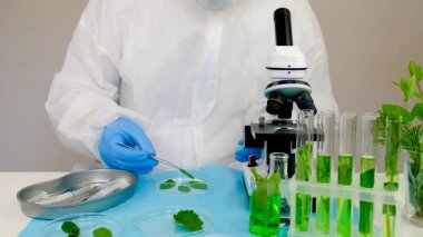 Laboratuvardaki bitkilerin araştırması. Seçici odaklanma. Doğa.