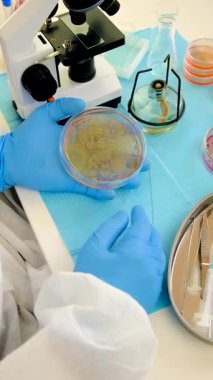 Laboratuvardaki petri kabındaki bakterileri inceleyin. Seçici odaklanma. Doğa.