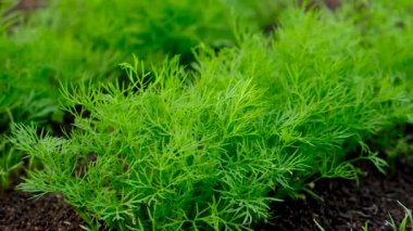 Bahçede yeşillikler yetişiyor. Seçici odaklanma. yiyecek.