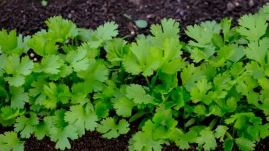 Bahçede yeşillikler yetişiyor. Seçici odaklanma. yiyecek.