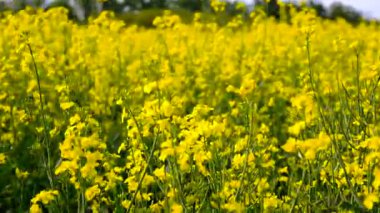 Hardal tarlası sarıya dönüyor. Seçici odaklanma. Doğa.