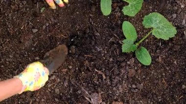 Bahçeye kabak ekiyorum. Seçici odaklanma. Doğa.