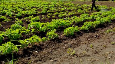 Colorado patates böceklerine patates püskürtmek. Seçici odaklanma. Doğa.