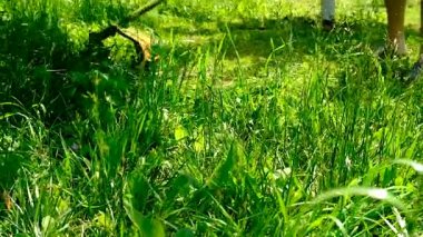 Bahçedeki çimleri biçin. Seçici odaklanma. Doğa.