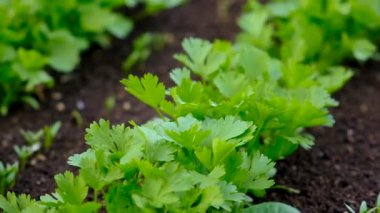 Bahçede yeşillikler yetişiyor. Seçici odaklanma. yiyecek.