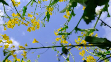 Hardal tarlası sarıya dönüyor. Seçici odaklanma. Doğa.