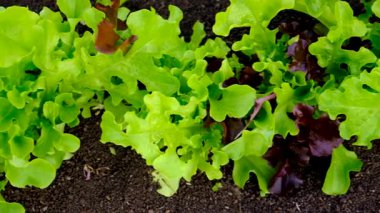 Bahçede yeşillikler yetişiyor. Seçici odaklanma. yiyecek.