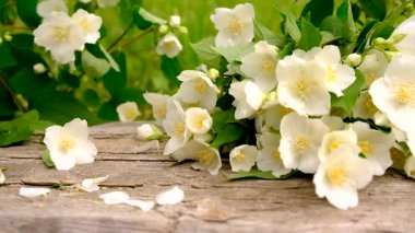 Yasemin yağı ve çiçekler. Seçici odaklanma. Doğa.