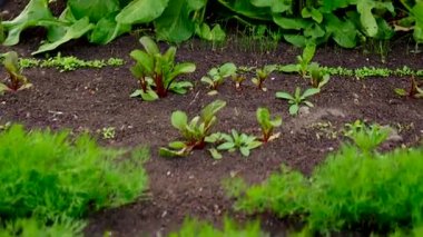 Bahçede yeşillikler yetişiyor. Seçici odaklanma. yiyecek.