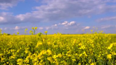 Hardal tarlası sarıya dönüyor. Seçici odaklanma. Doğa.