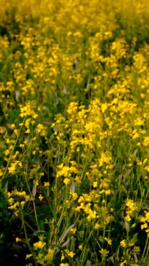 Hardal tarlası sarıya dönüyor. Seçici odaklanma. Doğa.