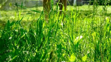 Bahçedeki çimleri biçin. Seçici odaklanma. Doğa.