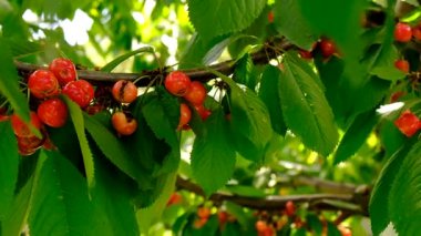 Bahçedeki bir ağaçta kirazlar çatladı ve çürüdü. Seçici odaklanma. Doğa.