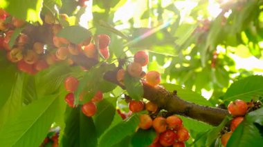 Bahçedeki bir ağaçta kirazlar çatladı ve çürüdü. Seçici odaklanma. Doğa.