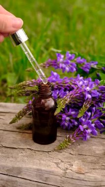 Azgın keçi ağacı alternatif ilaç çıkartır. Seçici Odaklanma. Doğa.