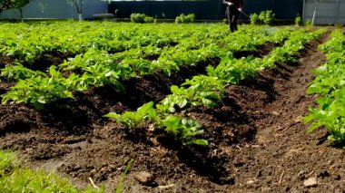 Colorado patates böceklerine patates püskürtmek. Seçici odaklanma. Doğa.