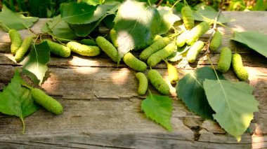 Huş ağacı tomurcukları özütü ve takviyeler. Seçici odaklanma. Doğa.