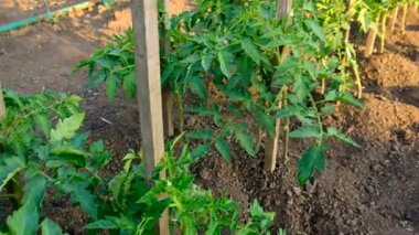 Bahçede yetişen domates tohumları. Seçici odaklanma. Doğa.