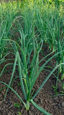 Bahçede yetişen soğan fideleri. Seçici odaklanma. Doğa.