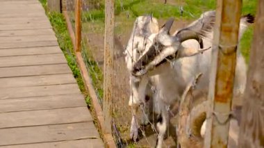 Yazın çiftlikte keçiler. Seçici odaklanma. Doğa.