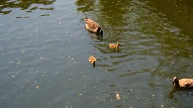 Ducks swimming in a pond. Selective focus. Nature.