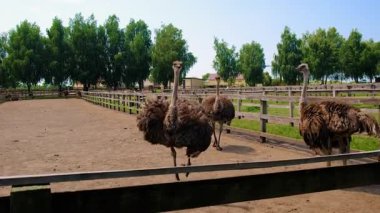 Yazın çiftlikte devekuşları. Seçici odaklanma. Doğa.