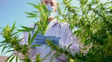 Tıbbi kenevir araştırması yapan bir doktor. Seçici odaklanma. Doğa.