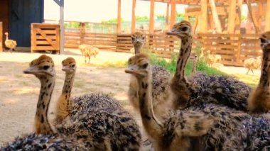 Çiftlikte devekuşu yavruları. Seçici odaklanma. Doğa.